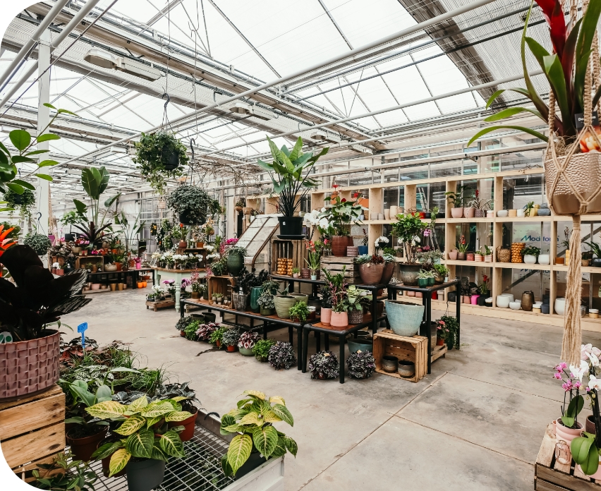 Een ruimtelijke kas gevuld met een verscheidenheid aan groene planten en kleurrijke bloemen. De planten staan op verschillende houten en metalen rekken en tafels, met potten in diverse maten en kleuren. De kas heeft een glazen dak dat veel natuurlijk licht binnenlaat.